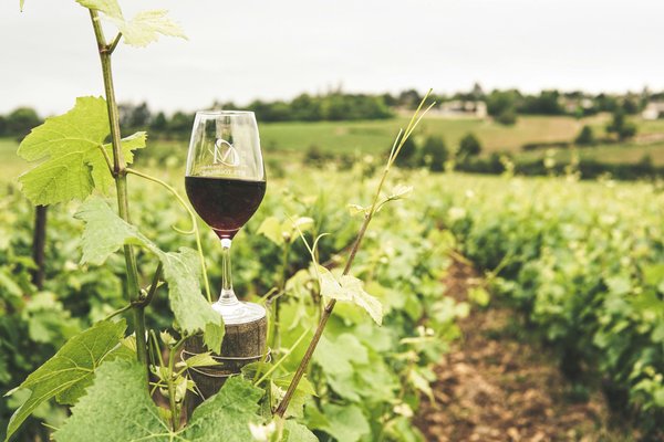 Vin du rhône : explorez notre sélection exceptionnelle